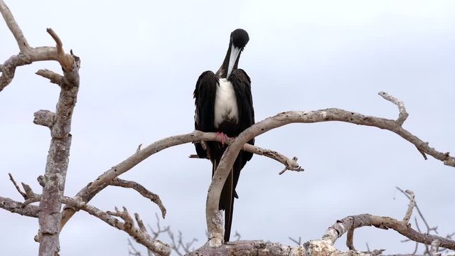Female Frigate Bird Preens Her Chest Feathers.