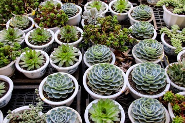 A collection of different Echeveria plants sold in a plant shop