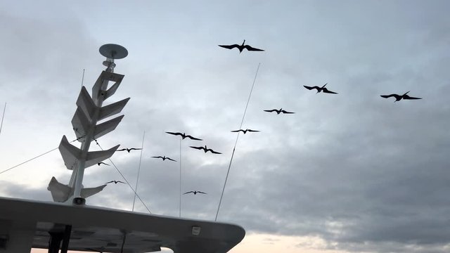 Frigate Birds Soar Next to Boat Radar Mast.