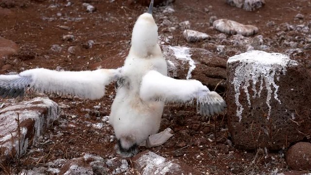 Baby Blue Footed Booby Spreads His Wings.