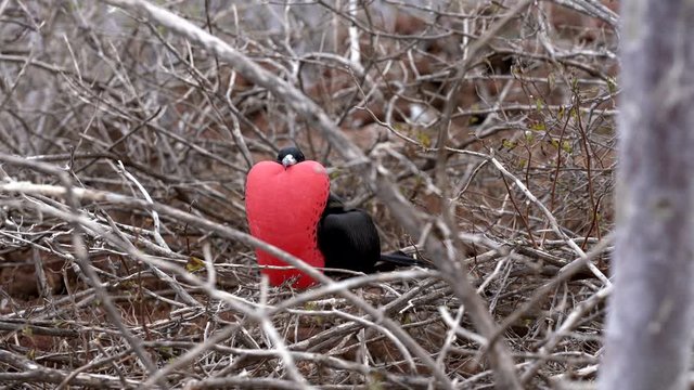 Male Frigate Bird With Expanded Red Pouch Surveys Surroundings.