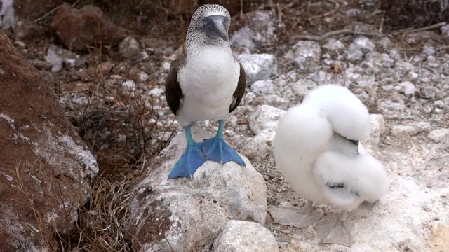 Blue Footed Booby Baby Preens Next to Parent On Rock.
