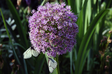 purple flower in the garden