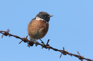  A beautiful male Stonechat, Saxicola rubicola, perching on a barbed wire fence. It is hunting for insects to eat.