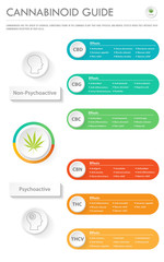 Cannabinoid Guide vertical business infographic illustration about cannabis as herbal alternative medicine and chemical therapy, healthcare and medical science vector.