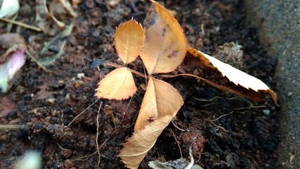 Dry leaves on dark brown soil background