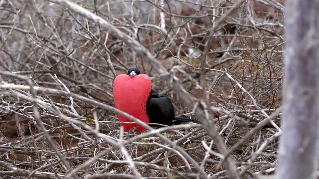 Male Frigate Bird With Expanded Red Pouch In Branches.