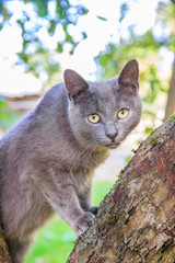 Fluffy cat is sitting on a tree branch. Pet. Cat for a walk in the yard. The cat is climbing trees.