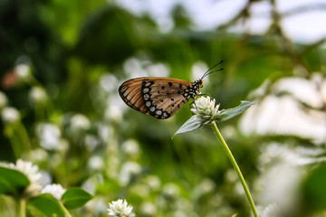 butterfly on flower