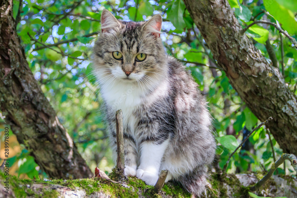 Wall mural Fluffy cat is sitting on a tree branch. Pet. Cat for a walk in the yard. The cat is climbing trees.