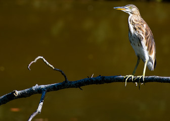Indian pond heron (Ardeola grayii) on a branch
