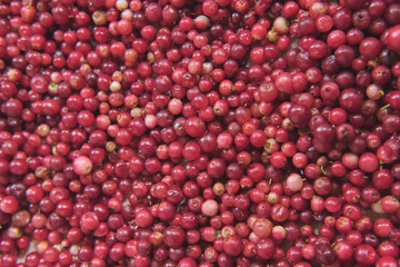 fresh lingonberry fruit, daylight, macro