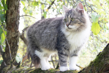 Naklejka na ściany i meble Fluffy cat is sitting on a tree branch. Pet. Cat for a walk in the yard. The cat is climbing trees.