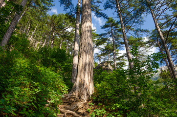 Pine trees in the forest among the mountains.