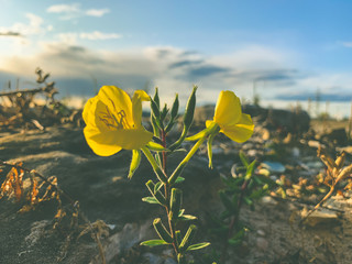 yellow flowers on background of blue sky