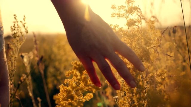 Girl on the sunset is on the flower field of flowers and touches hands. The concept of the unity of man with nature