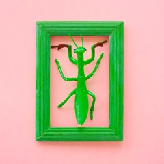 Silicone toy grasshopper in green frame on pink background