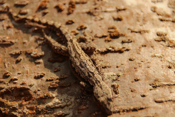  A viviparous lizard also known as common lizard or Zootoca vivipara camouflaged on a tree bark