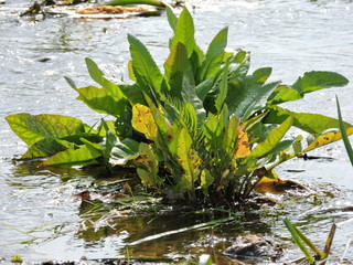 water lilies in a pond