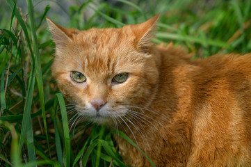 Naklejka na ściany i meble Red cat sneaking through the grass.