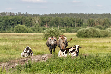 Three cows - 289979722