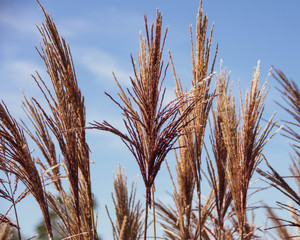 Close up image of the tops of grass growing in a field in Somerset