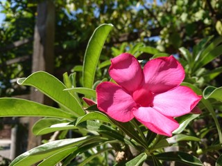 flower in the garden