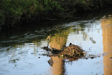 Birds nest on the river