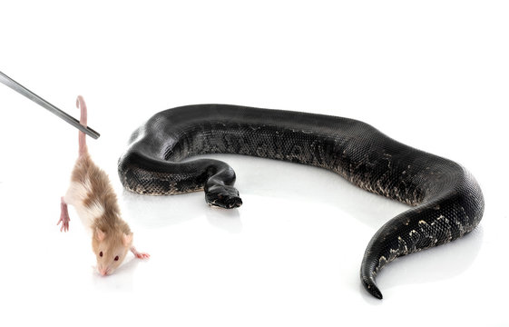 python black curtus