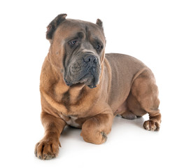 adult cane corso