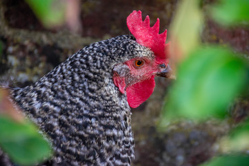 A close up of a Barred Plymouth Rock chicken with beautiful black and white feathers 