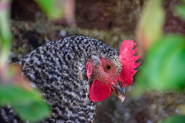 A close up of a Barred Plymouth Rock chicken with beautiful black and white feathers 