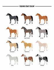 Equine coat color.  Horses shilouettes vector set.