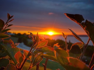 sunset over wheat field