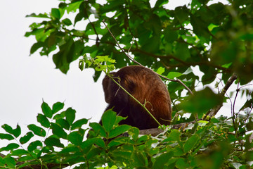 Nicaragua 