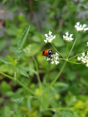 Red ladybug on a hemlock flower