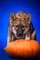 Dog zonal color on a blue background next to a pumpkin. Halloween.