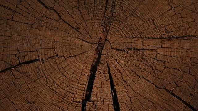 natural wooden stub tree shadow 