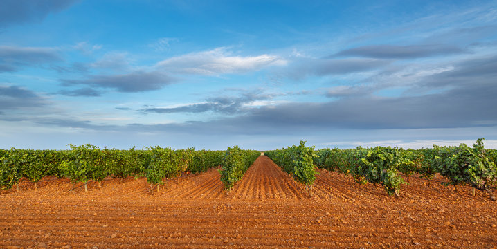 Fotografía apaisada de un viñedo en el municipio de Valdevimbre. Denominación de origen Tierra de León. España.