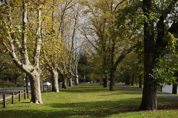 Naklejka premium Tree Lane