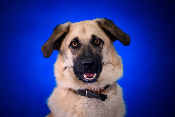 Cute mongrel dogs on a blue background. Portrait.