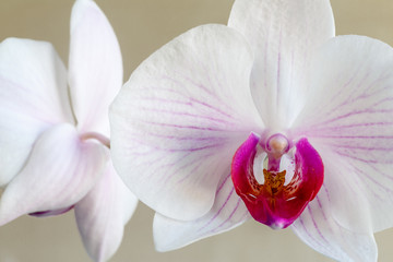 Fototapeta na wymiar Grandes flores blancas con tonos rosa y púrpura. Orquídea phalaenopsis, mariposa.