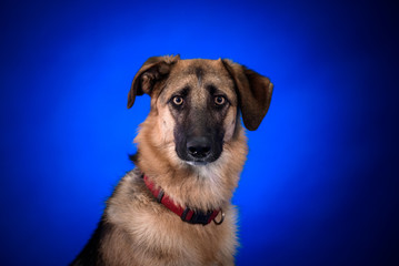 Cute mongrel dogs on a blue background. Portrait.