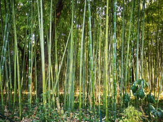 Fototapeta na wymiar Bambou