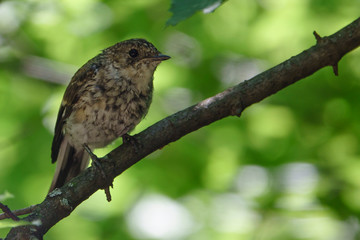 Fototapeta premium Лето