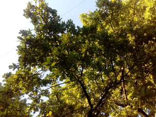 tree with green crown