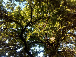 tree with green crown