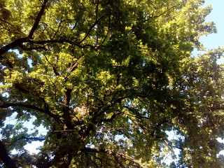 tree with green crown