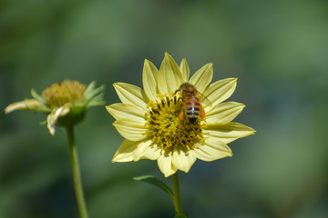 Honey bee on a blossom of a Helianthus Gianteus sunflower.