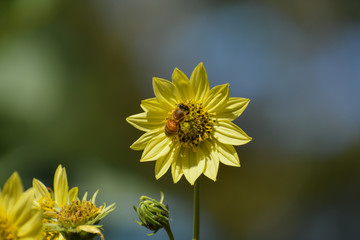 Honey bee feeding from a pale yellow flower.